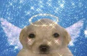 angel_labrador